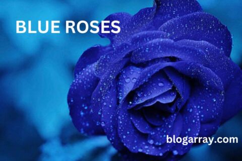 Blue Roses