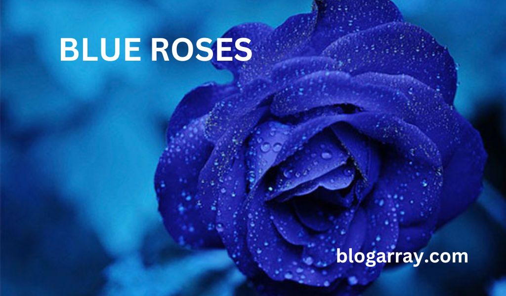 Blue Roses