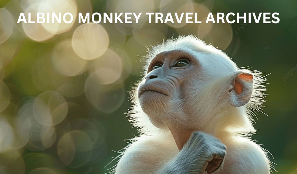 Albino Monkey Travel Archives